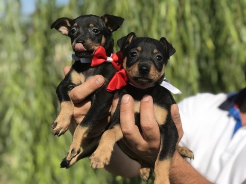 Minyatür pinscher bebekler