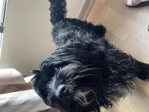 Siyah shih tzu terrier sahibini bekliyor