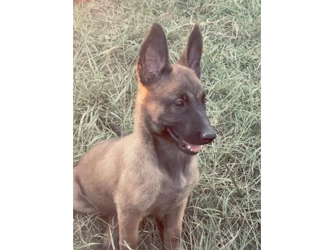 Şecereli belçika malinois yavruları