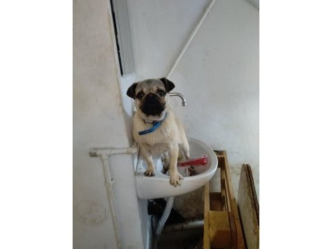 Pug 8 aylık dişi