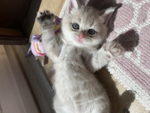 British shorthair sütlü kahve