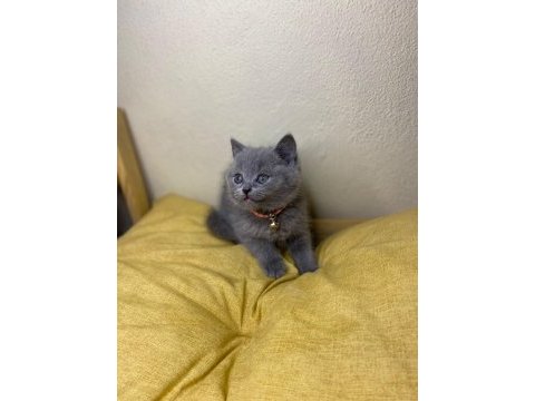 Minik british longhair yavrular ailelerini bekliyor