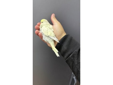 Ele kola alıştırmalık üst düzey erkek şhow jumbo muhabbet