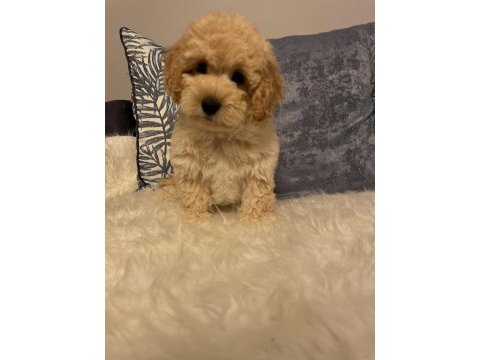 Diş f1 maltipoo yavru