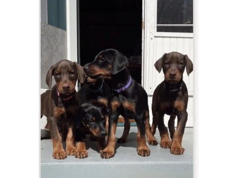 Safkan üst kalite kızıl ve siyah dobermanlar