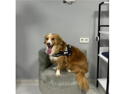 Ücretsiz sahiplendiriyorum köpeğimi