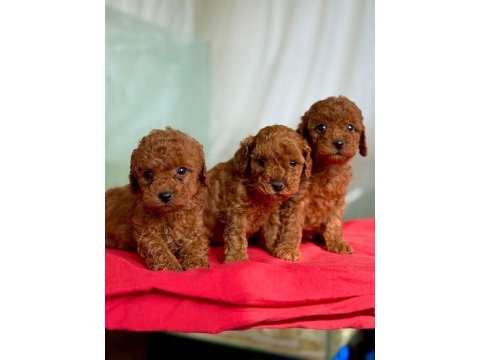 Aşılı toy poodle yavrularımız'da kampanya