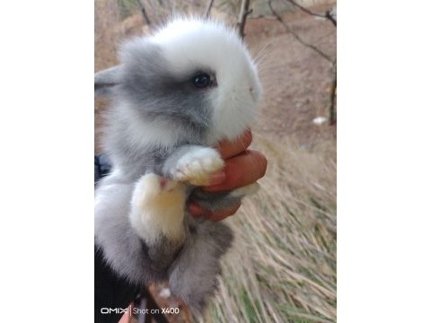 Yavru hollanda lop tavşanlarım