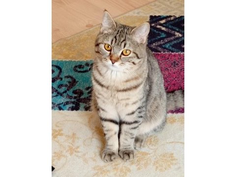 British shorthair kırması 8 aylık