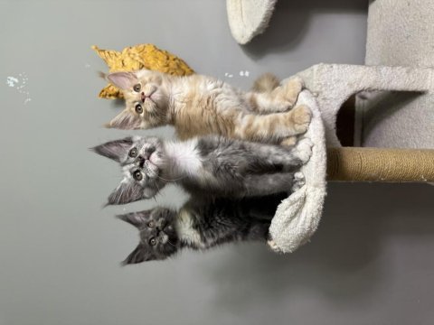 Fark ortada maine coon ayşe arık cattery