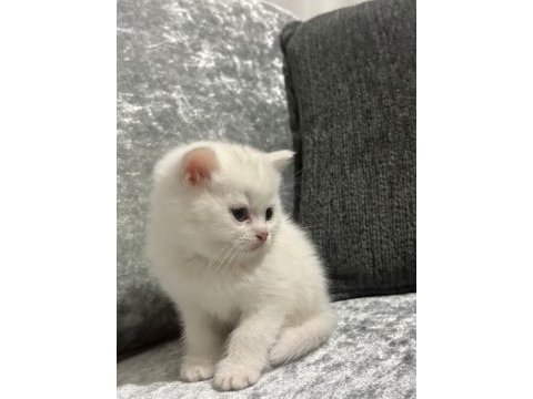British shorthair erkek 2 aylık