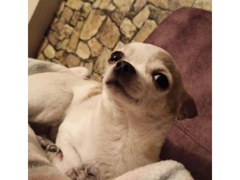 İzmir teacup erkek chihuahua