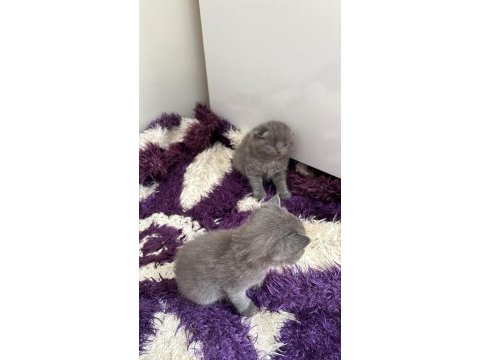 Bebek kediler rezervede