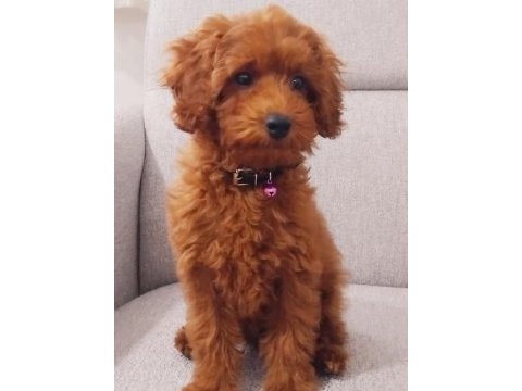Tarçın rengi poodle erkek