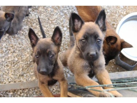 Safkan ırk garantili malinois yavrular