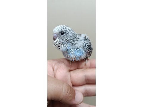 Jumbo muhabbet kuşu bebekler