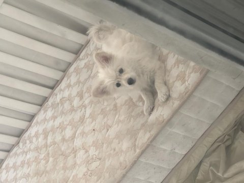 Pomeranian spitz