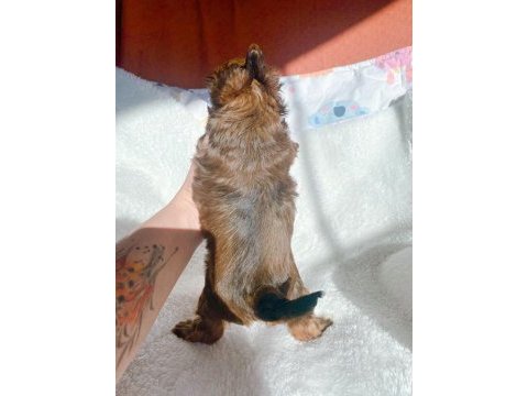 Çok özel exotic yorkshire terrier ziyarete açık