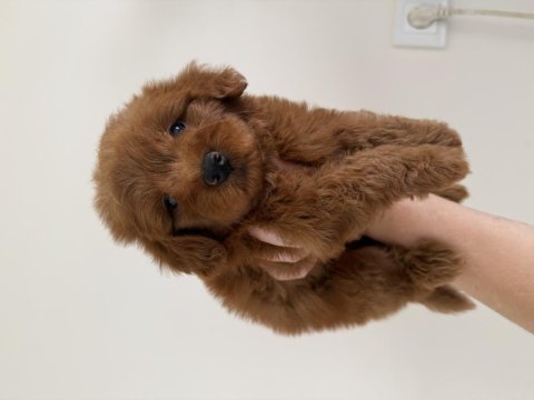 Maltipoo lekesiz 