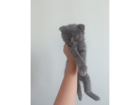 0-3 aylık scottish fold cinsiyeti kızdır