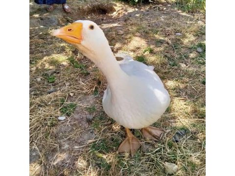 Alman mast kazı yumurtası