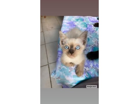 Blue erkek british shorthair oğlumuz
