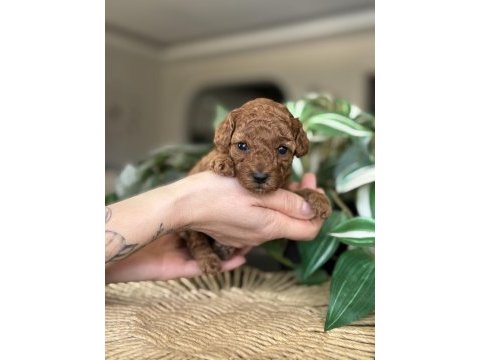 Birbirinden güzel toy poodle bebeklerimiz