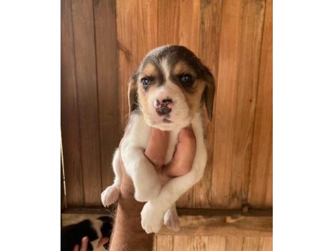 Erkek ve dişi elizabeth beagle minnoşlar