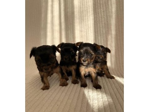 Ev doğumlu teacup yorkshire terrier