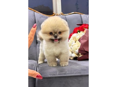 Vitrin güzeli köpeğimiz