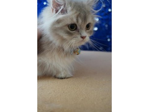 Safkan blue golden british longhair
