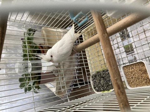 Albino sultan papağanı erkek yavru vasıflı