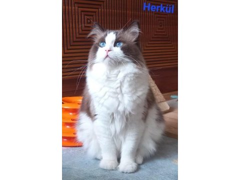 Safkan ragdoll bebekler