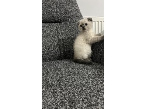 Safkan scottish fold yavrularımız
