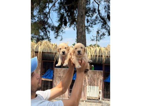 Golden retriever altın tüy yapısıyla aşık eder