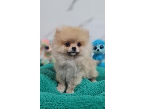 Şecereli teacup pomeranian yavrularımız