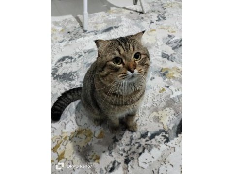 Scottish fold kedimizi sahiplendirmek istiyoruz