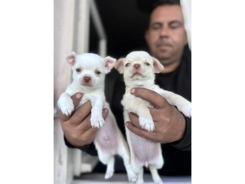 Satılık şivava chihuahua yavrular