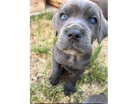 Safkan cane corso erkek dişi yavrularımız