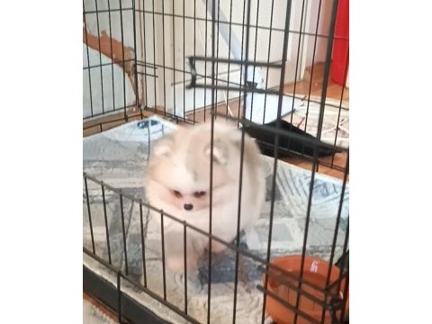 Pomeranian boo köpeğimiz