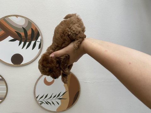 Toy poodle erkek yavru
