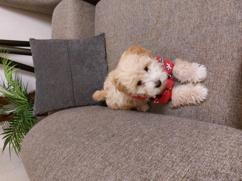 Bebek maltipoo