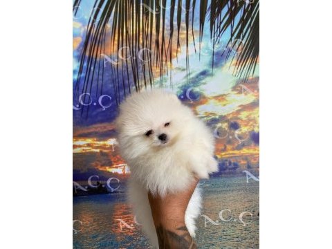 A kalite pomeranian 70 günlük yavru