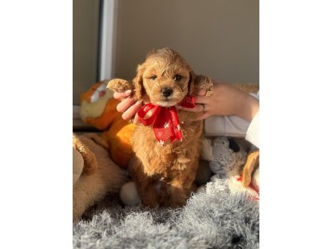 Mini maltipoo yavrularımız