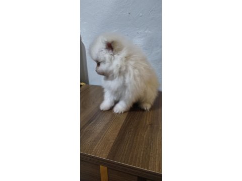 Pomeranian boo yavrularım