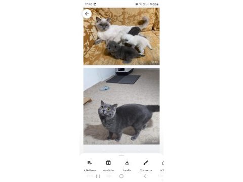 British shorthair 3 yaşında erkek