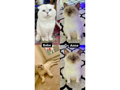 Scottish fold lynx point
