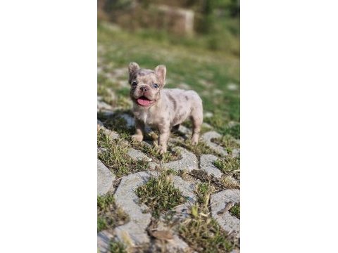 New shade ısabella tan merle fluffy erkek french bulldog