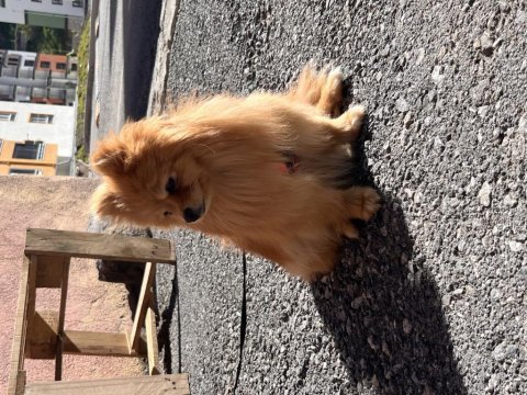 Pomeranian dişi 1 yaşında