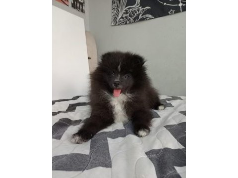 Bu pomeranian yavrular kaçmaz
